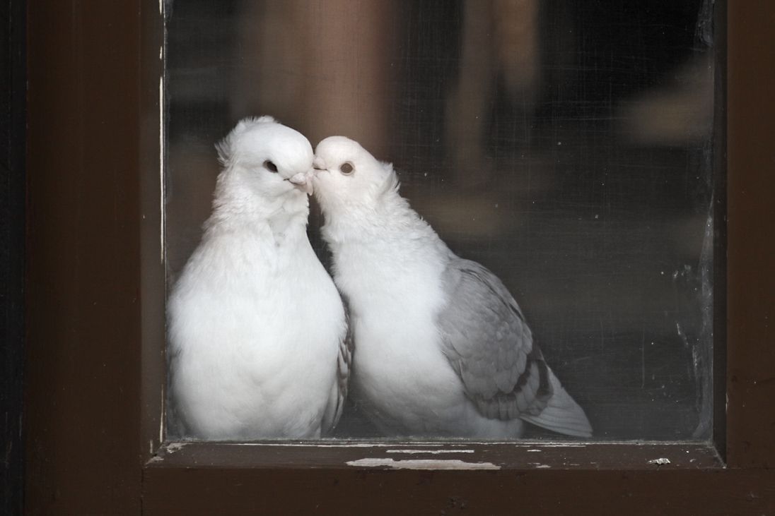 Kissing doves (pepipepper / photocase.de)